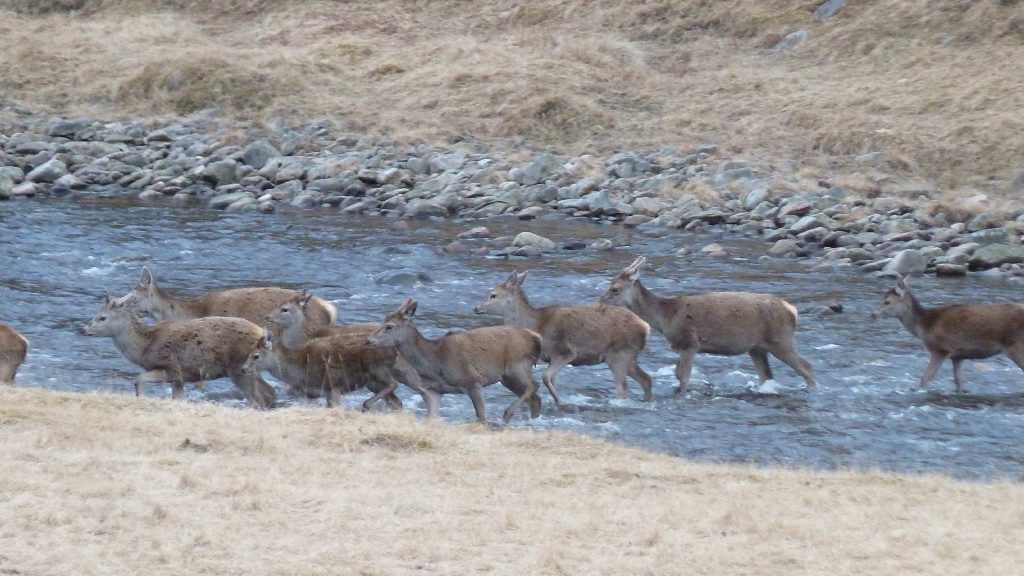 Deer crossing river by lodge
